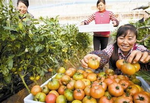 水果番茄 甜蜜蔬菜新品走上市民餐桌