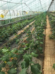 果蔬種植批發(fā)與采購報(bào)價(jià)指南 從苗木成本到市場(chǎng)行情解析