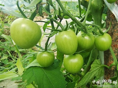 家鄉(xiāng)新變化 喜迎二十大 | 張家川縣天河村 果蔬大棚種植與苗木培育，繪就鄉(xiāng)村振興新畫卷